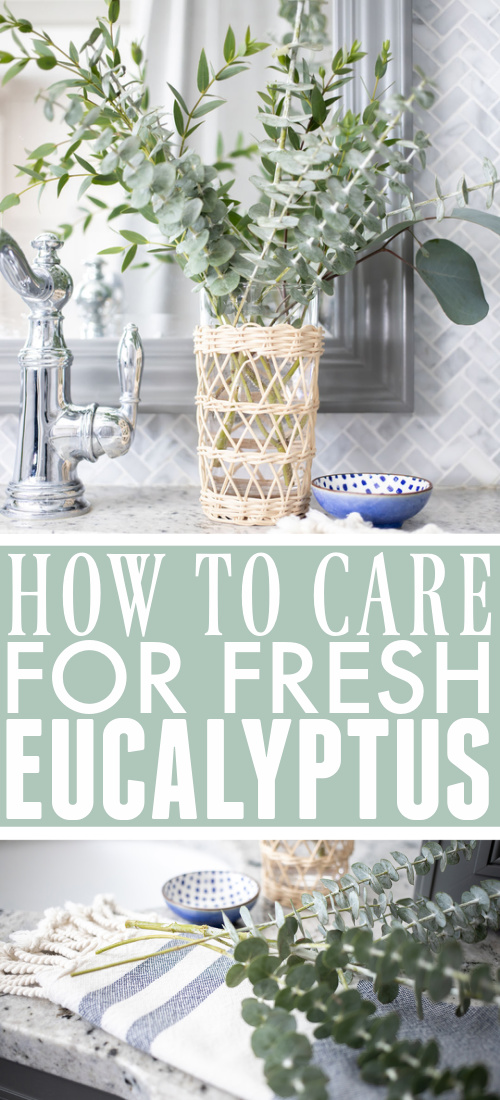 In today's post we'll talk about how to care for fresh eucalyptus so it lasts as long as possible and dries nicely too!