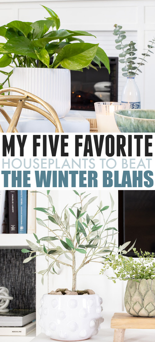 Placing plants around your house can be so helpful for your mood and energy during the colder months. Here are my favourite houseplants to beat the winter blahs!