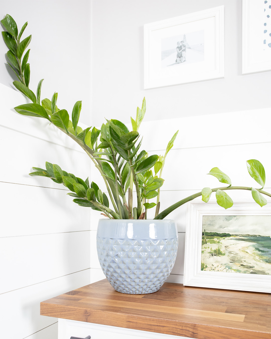 Placing plants around your house can be so helpful for your mood and energy during the colder months. Here are my favourite houseplants to beat the winter blahs!