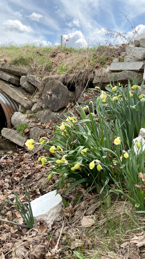 Five Things on a Friday: Daffodil season