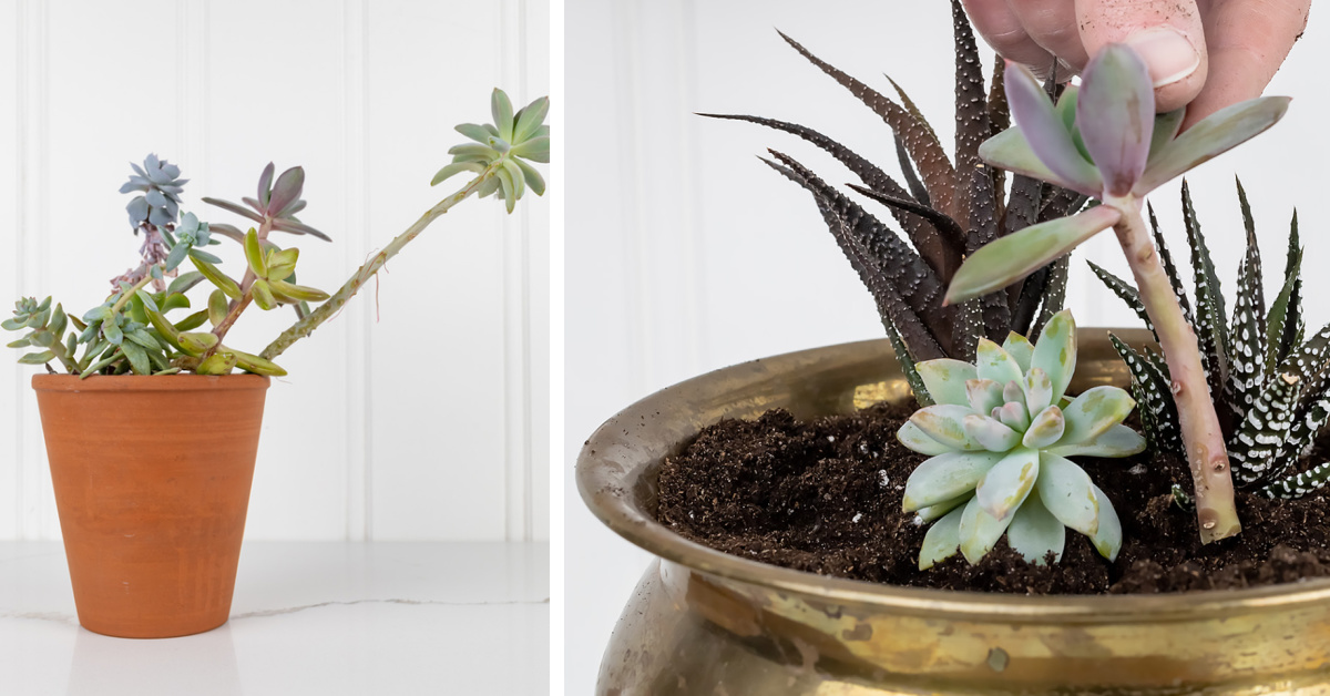 Fixing leggy succulents that have become stretched out.
