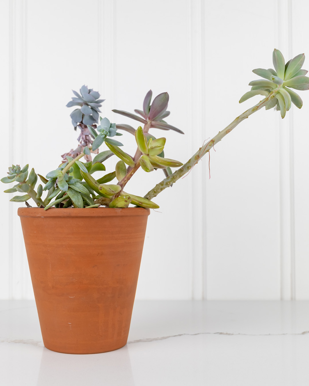 An example of a stretched succulent. We'll learn how to fixed stretched succulents like this.