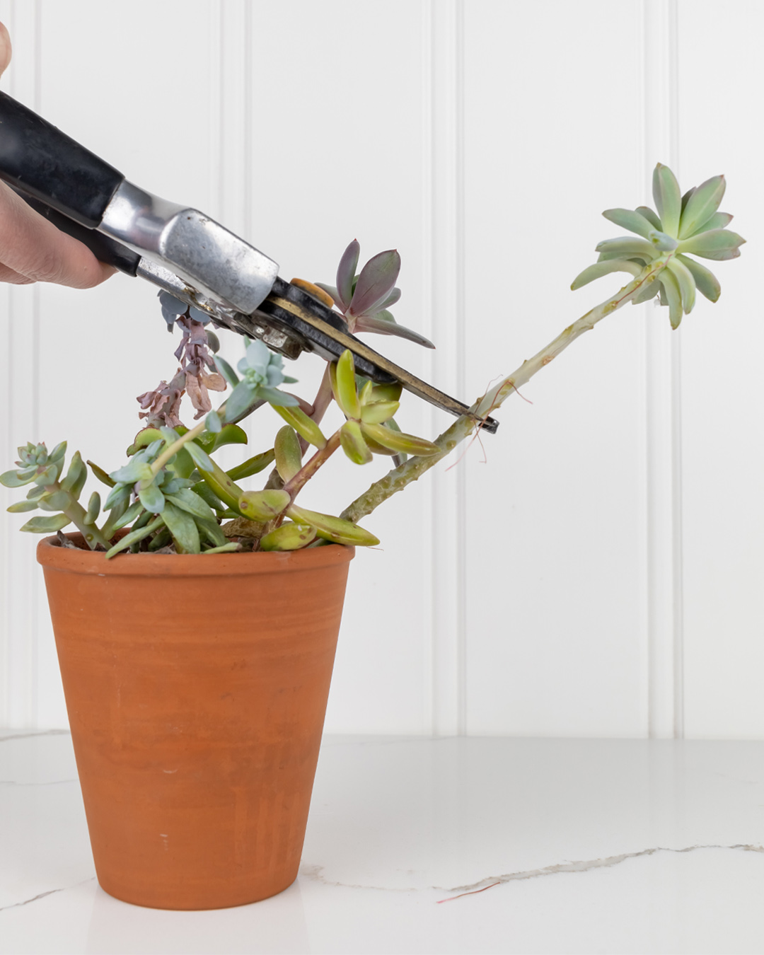 In today's post I'll share how to fix stretched succulents if your favourite succulents have started to look a little bit leggy and stretched out.