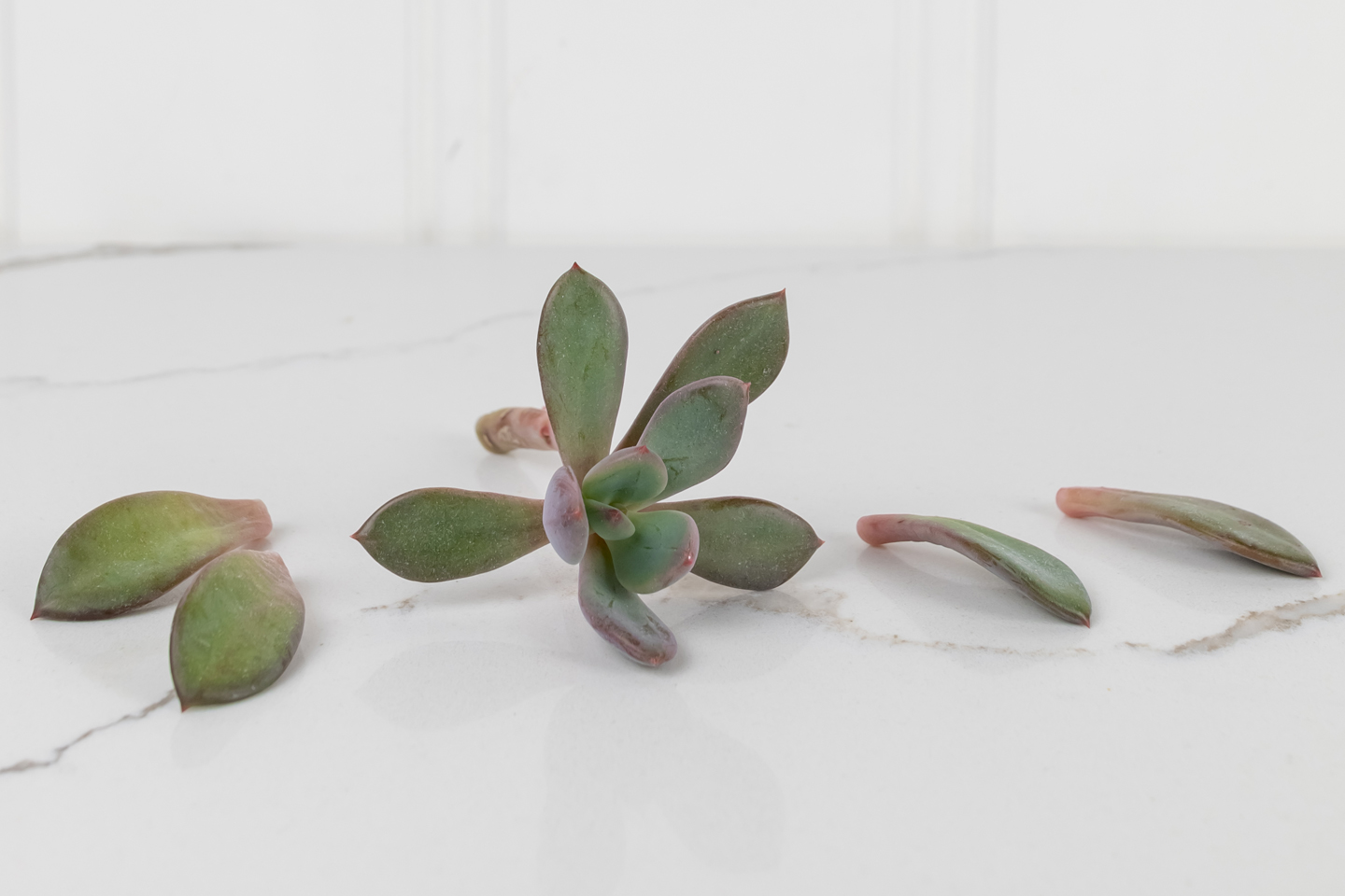 In today's post I'll share how to fix stretched succulents if your favourite succulents have started to look a little bit leggy and stretched out.