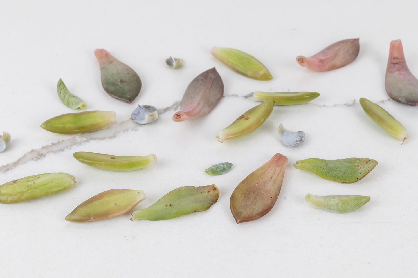 Learn how to propagate succulents using just a leaf taken from an existing plant! This is both really neat and a great way to grow yourself some free plants!