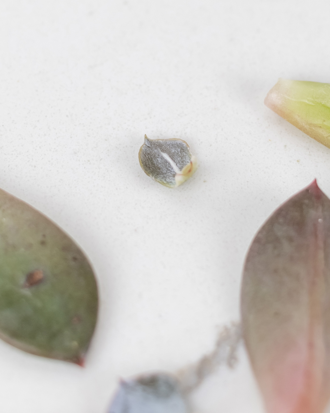 Learn how to propagate succulents using just a leaf taken from an existing plant! This is both really neat and a great way to grow yourself some free plants!