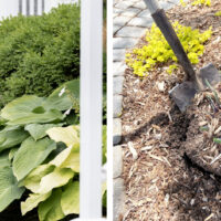 How and When to Transplant Hostas