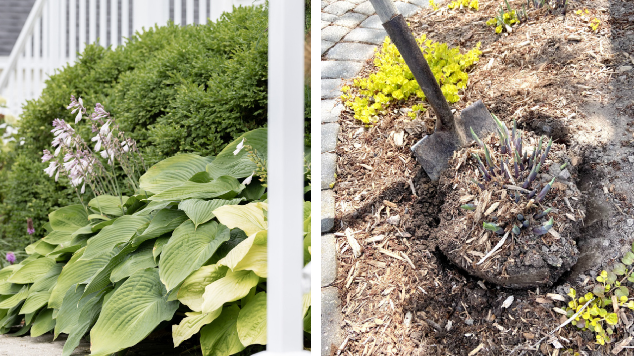 How to divide and transplant hostas successfully.