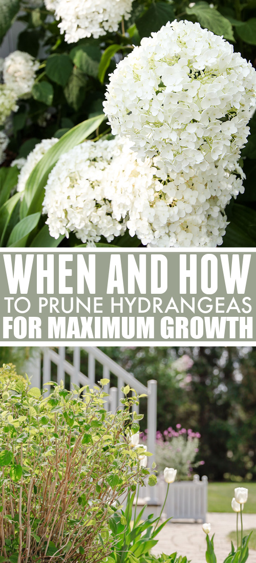Just a quick post today to share a little hydrangea pruning tip that has been so helpful to me! Here are my thoughts on pruning hydrangeas for maximum growth.