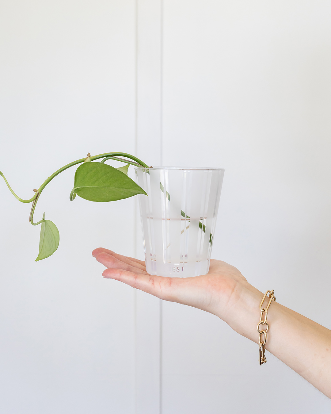 Once you have one pothos plant, it's easy to propagate it over and over again to create more for yourself and to share with friends and family! Here's how to propagate pothos plants!