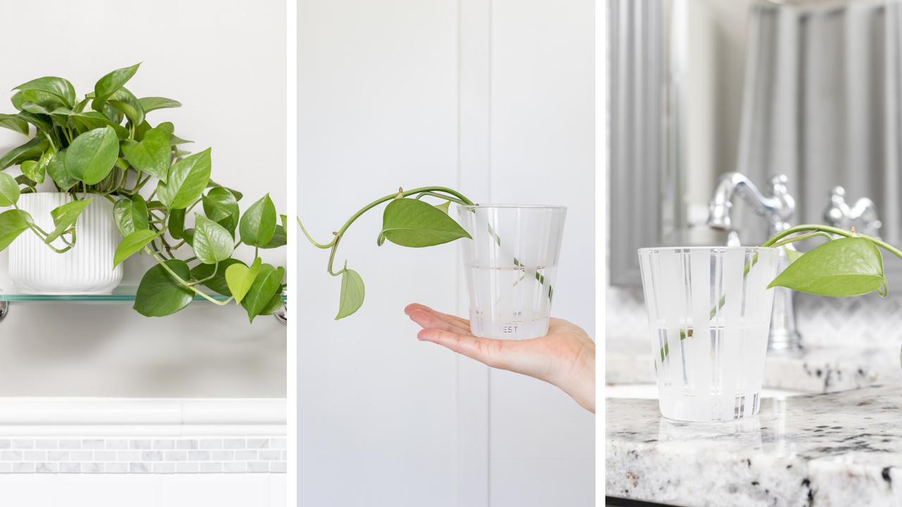 Step-by-step instructions for propagating pothos plants.