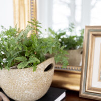 The Easiest Fern to Grow: How to Care for a Rabbit’s Foot Fern