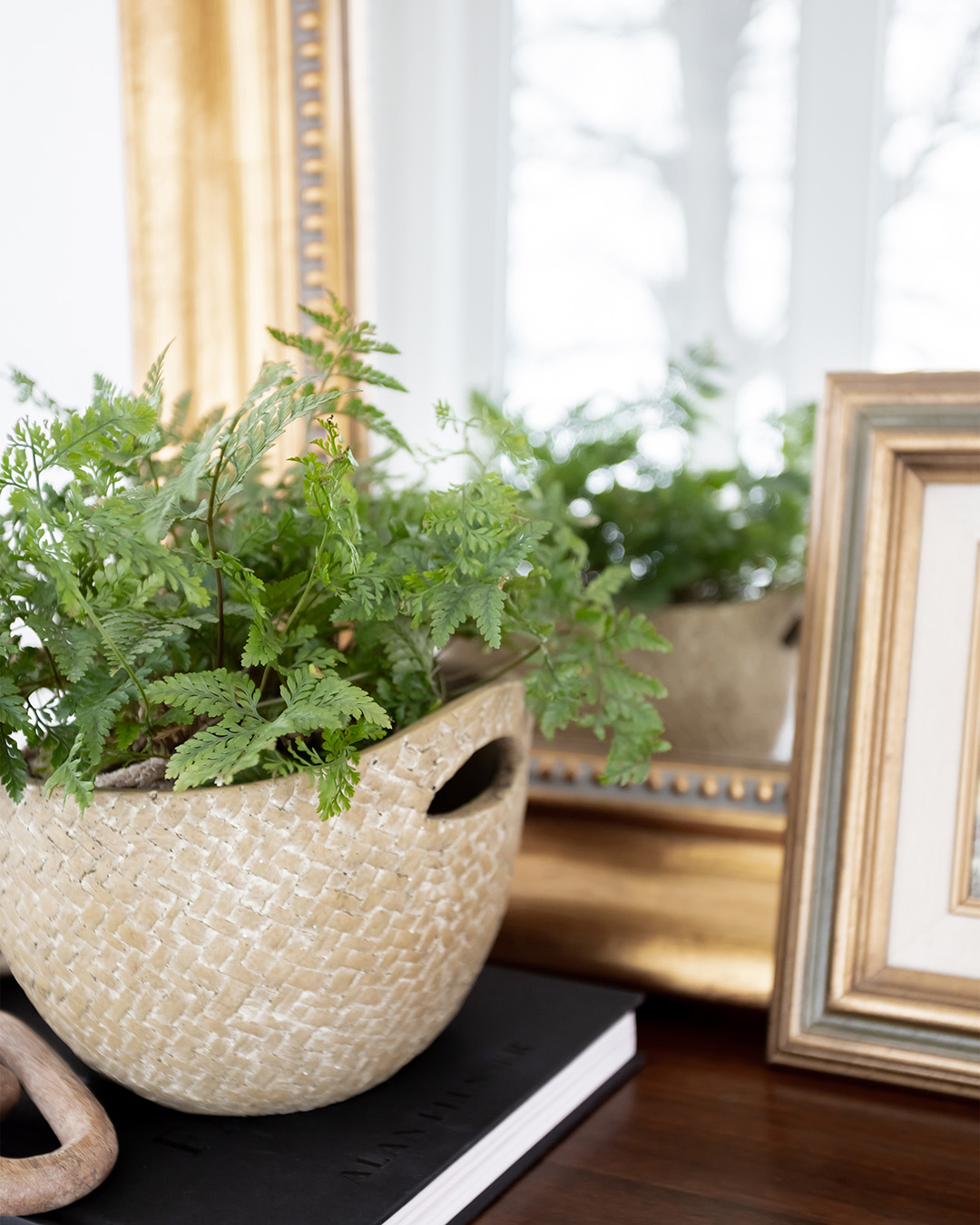 I've always loved ferns but I've killed them so quickly in the past until I learned about this special plant called a Rabbit's Foot Fern. It's definitely the easiest fern to grow!