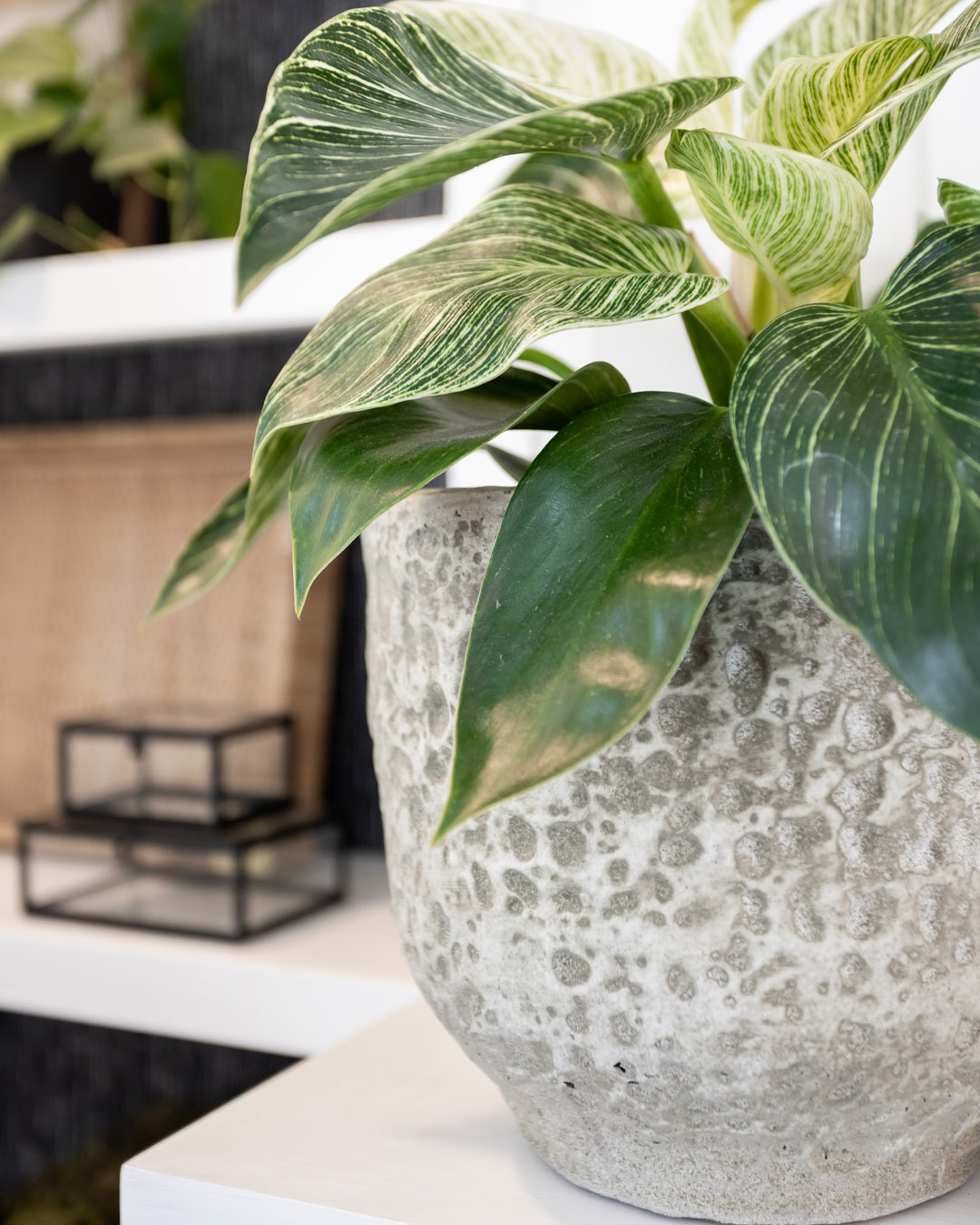 Today I'm going to tell you about another absolute favourite houseplant of mine. Here's how to grow a philodendron Birkin!