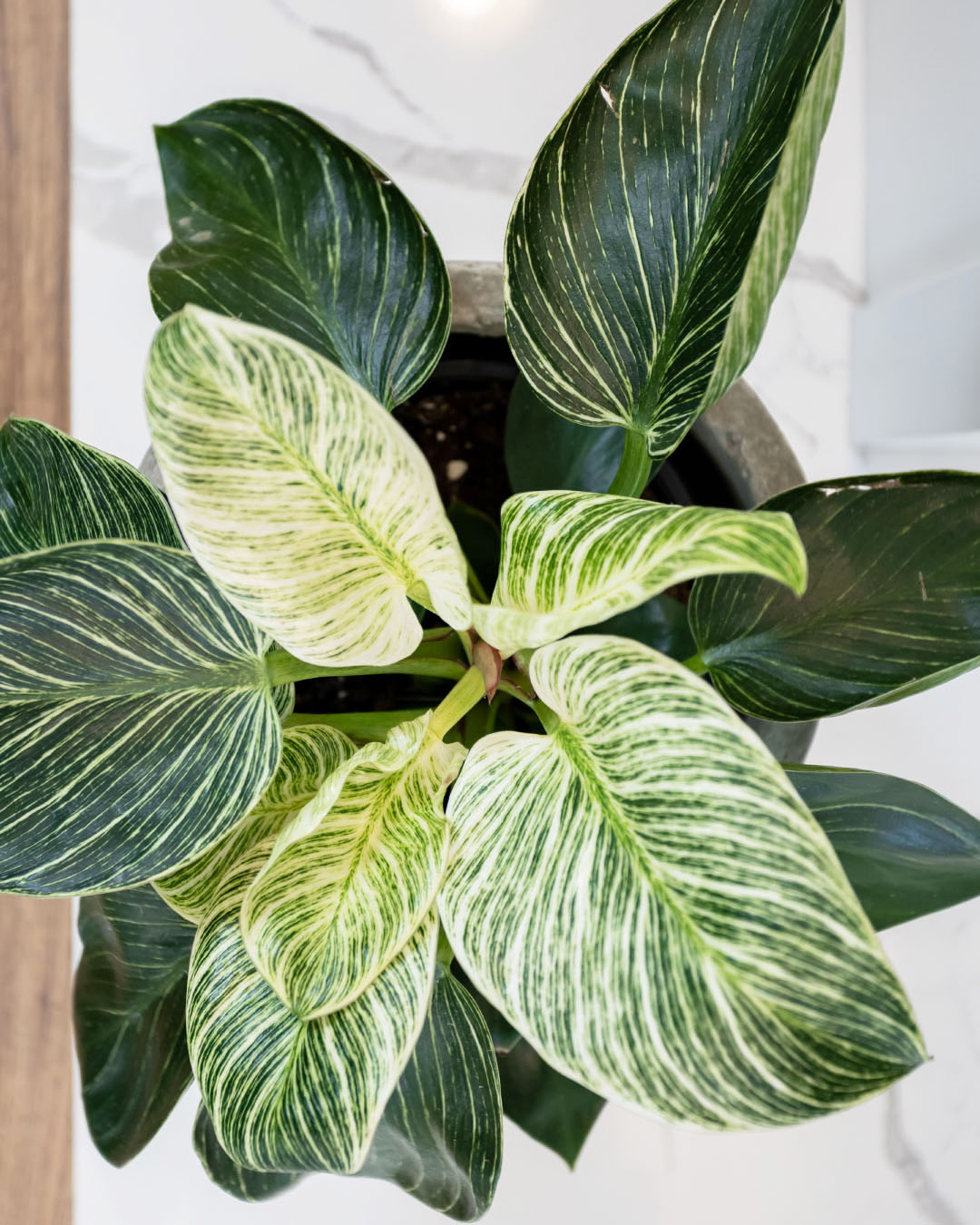 Today I'm going to tell you about another absolute favourite houseplant of mine. Here's how to grow a philodendron Birkin!