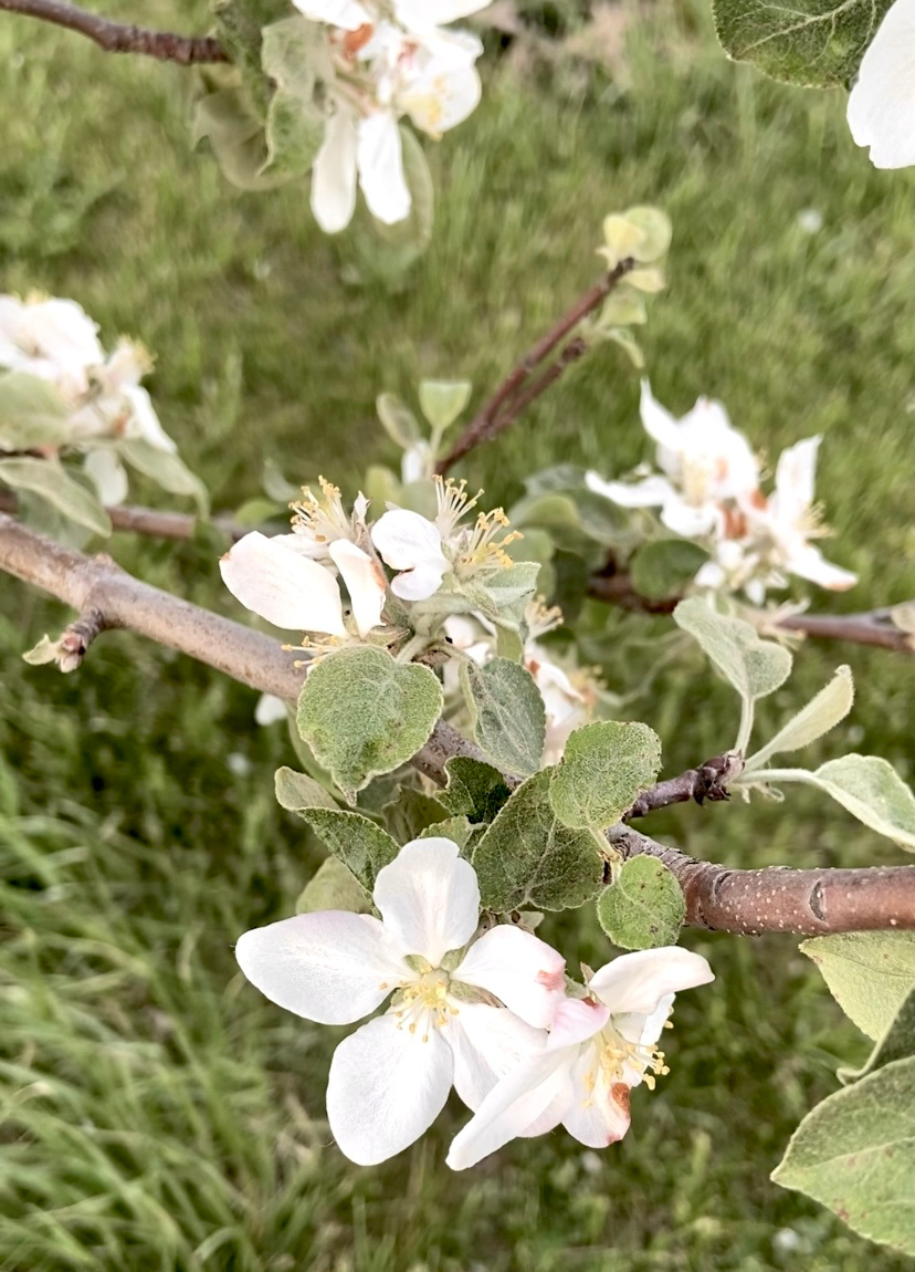 Five Things on a Friday - Apple blossoms