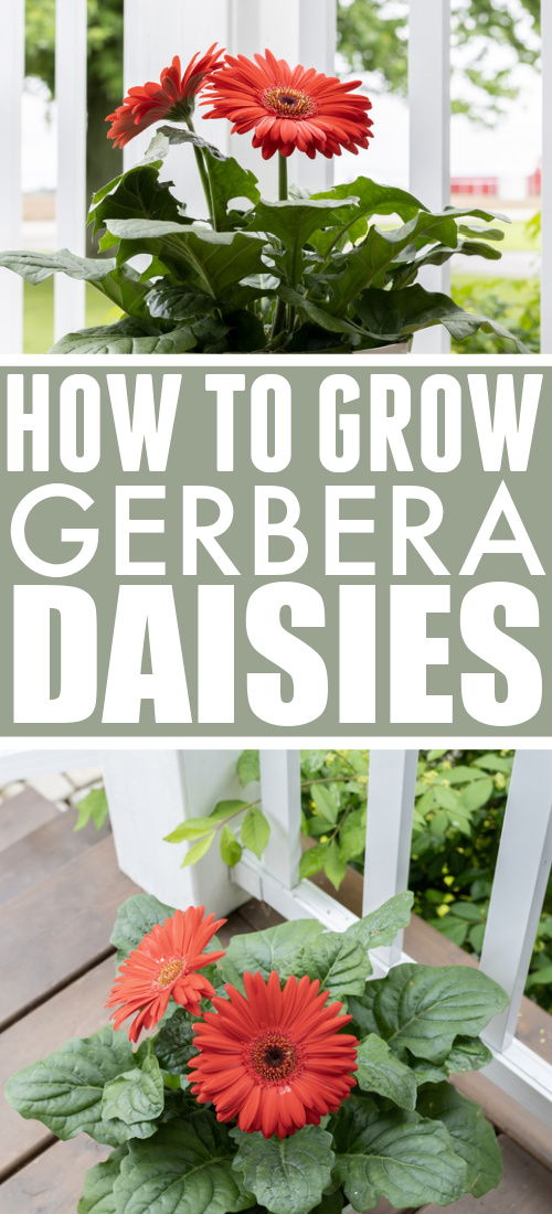 Gerbera daisies come in such bright colors, with such perfectly formed flowers that they often don't look real! Here's how to grow Gerbera daisies.