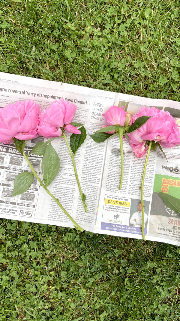 Remember this trick for the next time you want to cut peonies from your garden to bring inside! Here's a neat way to get ants off cut peonies.