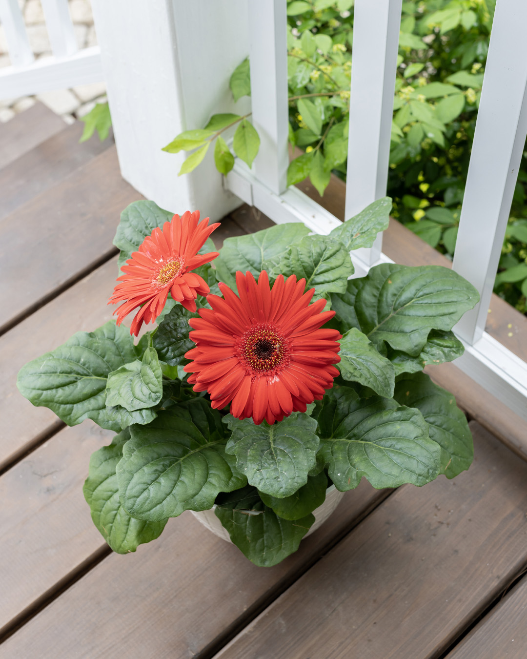 Gerbera daisies come in such bright colors, with such perfectly formed flowers that they often don't look real! Here's how to grow Gerbera daisies.