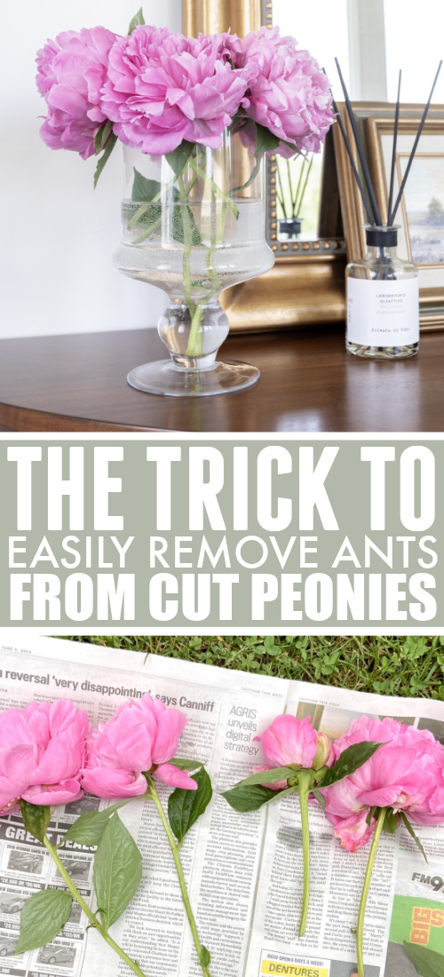 Remember this trick for the next time you want to cut peonies from your garden to bring inside! Here's a neat way to get ants off cut peonies.