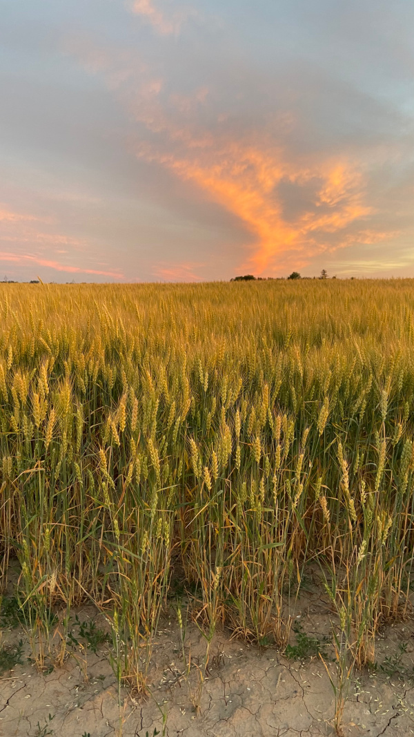 Five Things on a Friday - Wheat field sunset