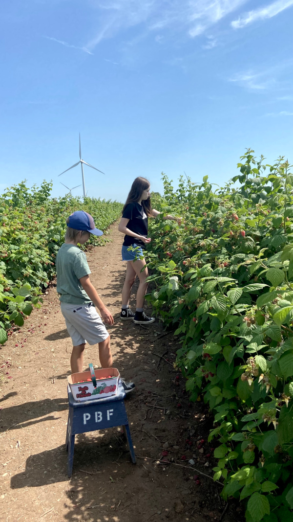 Five Things on a Friday - Raspberry Picking