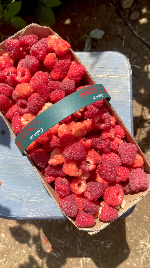 Five Things on a Friday - Fresh Raspberries