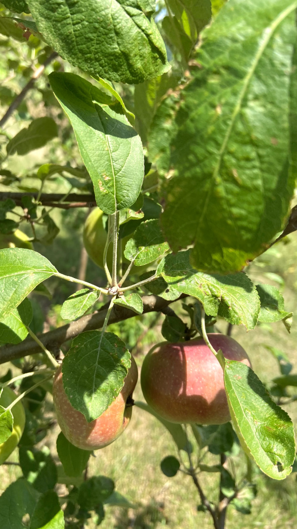 Five Things on a Friday - Our Apple Trees Have Apples!