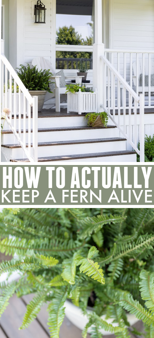 Ferns looks so beautiful in pots on porches in the summertime, but sometimes they can start to look a little sad after they've been out for a month or two. Here's how to actually keep a fern alive.