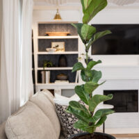 How to Fix a Leggy Fiddle Leaf Fig Plant