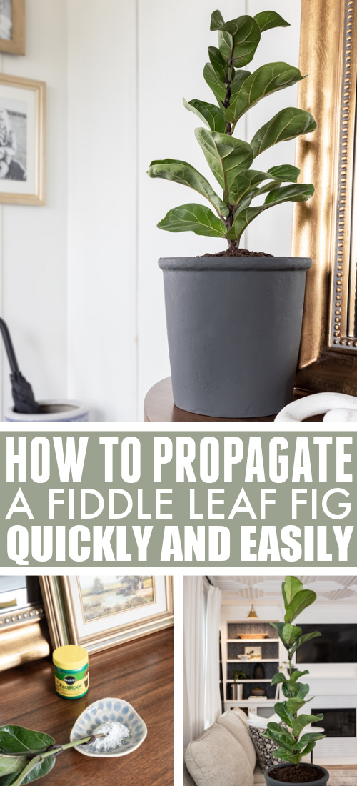 Propagating houseplants is a fun, easy way to make more plants for free! Here's how to propagate a fiddle leaf fig.