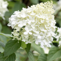 What to do When Your Hydrangea Leaves Turn Yellow