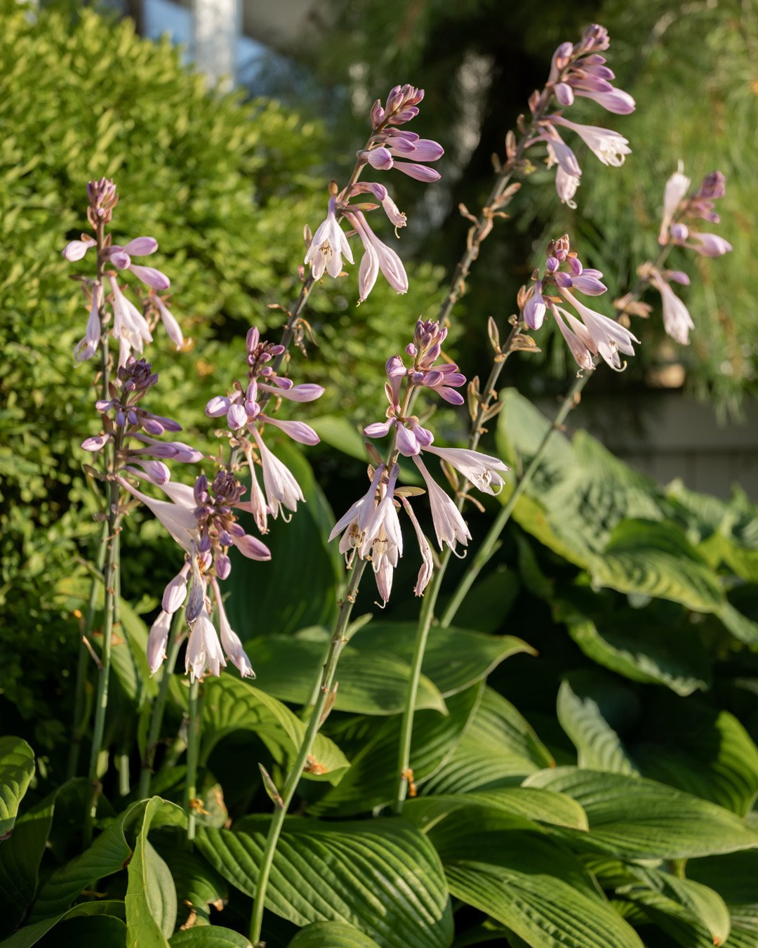 Hostas are easy, go-to plants for many people for perennials beds and general landscaping, but I see the same hosta mistakes happening over and over again. Here are some of the ones I see most frequently that are super quick and simple to fix.