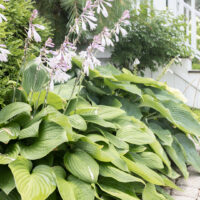 Seven Hosta Mistakes That Everyone Keeps Making