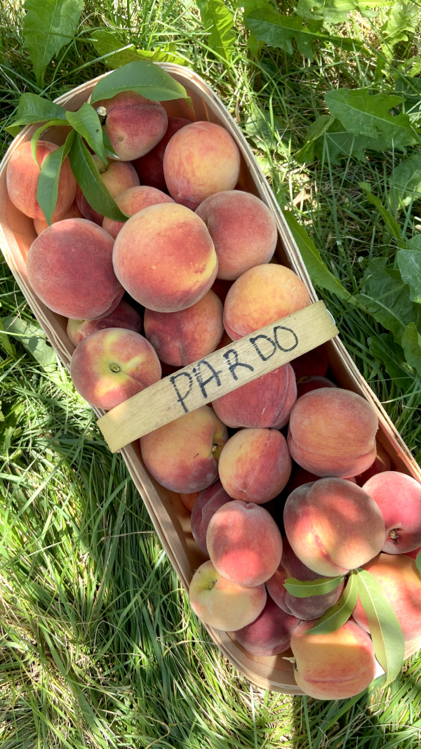 Five Things on a Friday - Peach Picking