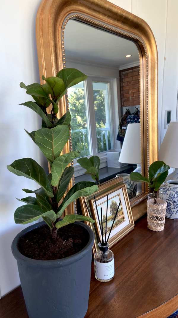 Five Things on a Friday - Fiddle Leaf Fig Update