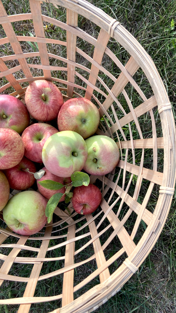 Five Things on a Friday - Apple Harvest
