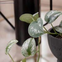 How to Grow a Silver Satin Pothos Plant