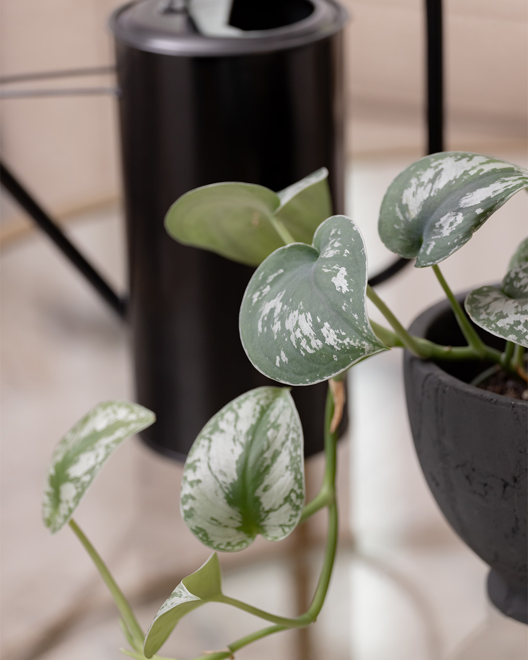 These particular houseplants are much coveted by home decor enthusiasts because of their beautiful color and graceful growing pattern. They also happen to be deceptively easy to care for, despite how exotic they look. Here's how to grow a silver satin pothos plant!