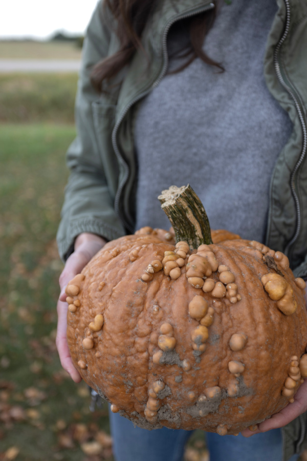 Five Things on a Friday - Pumpkin With Personality