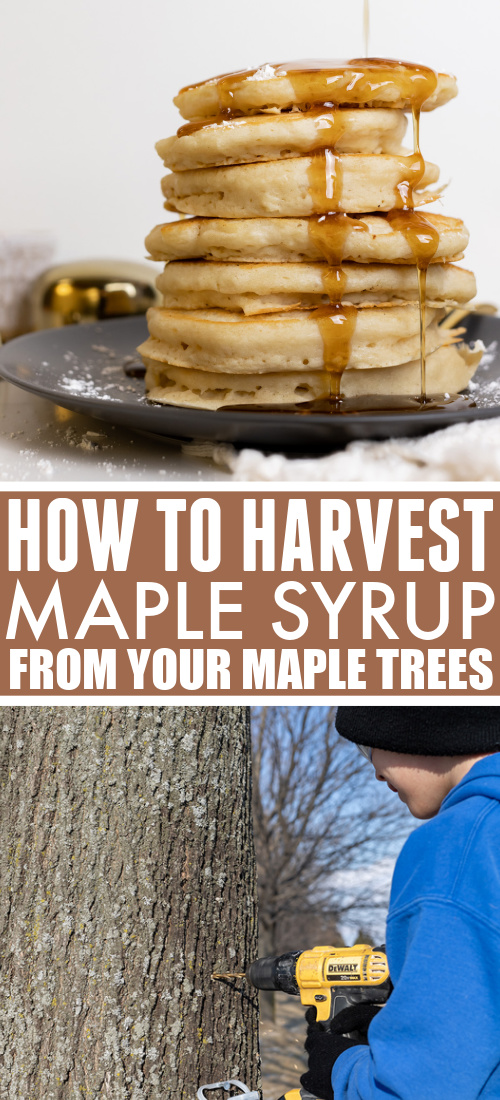 This is something we've done for quite a few years now and it's such a fun and rewarding early spring activity. If you'd like to try it too, here's how to harvest maple syrup from your maple trees!