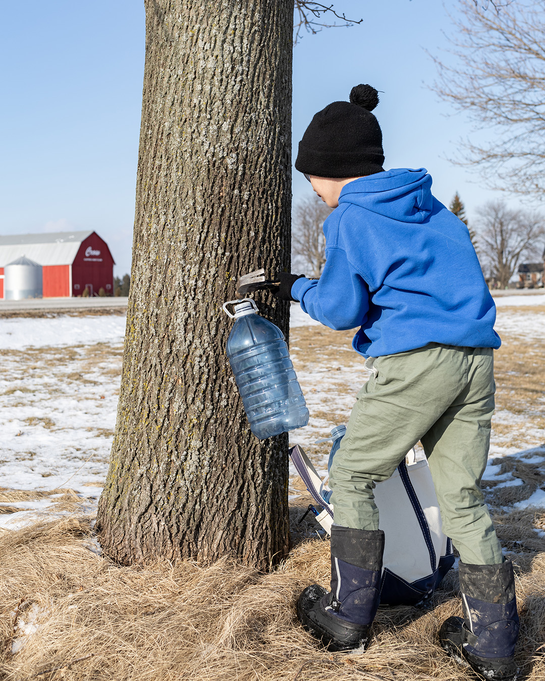 This is something we've done for quite a few years now and it's such a fun and rewarding early spring activity. If you'd like to try it too, here's how to harvest maple syrup from your maple trees!