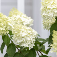 How to Plant a Panicle Hydrangea