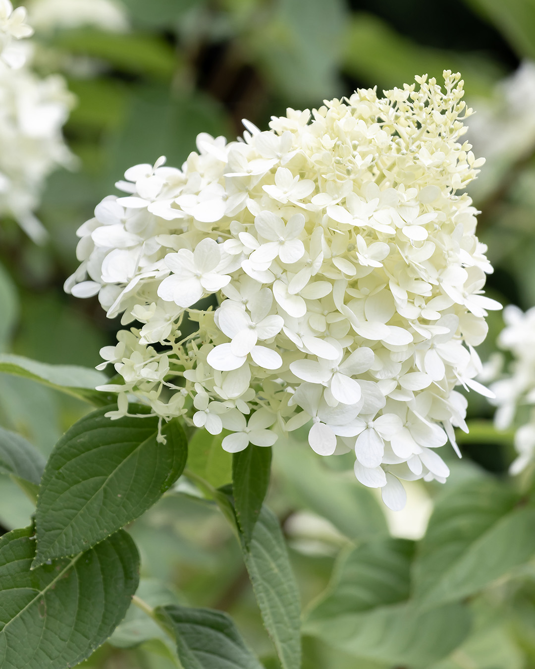 I've learned a lot about planting hydrangeas since my first attempts many years ago. If this is your first time trying, here's how to plant a panicle hydrangea successfully.