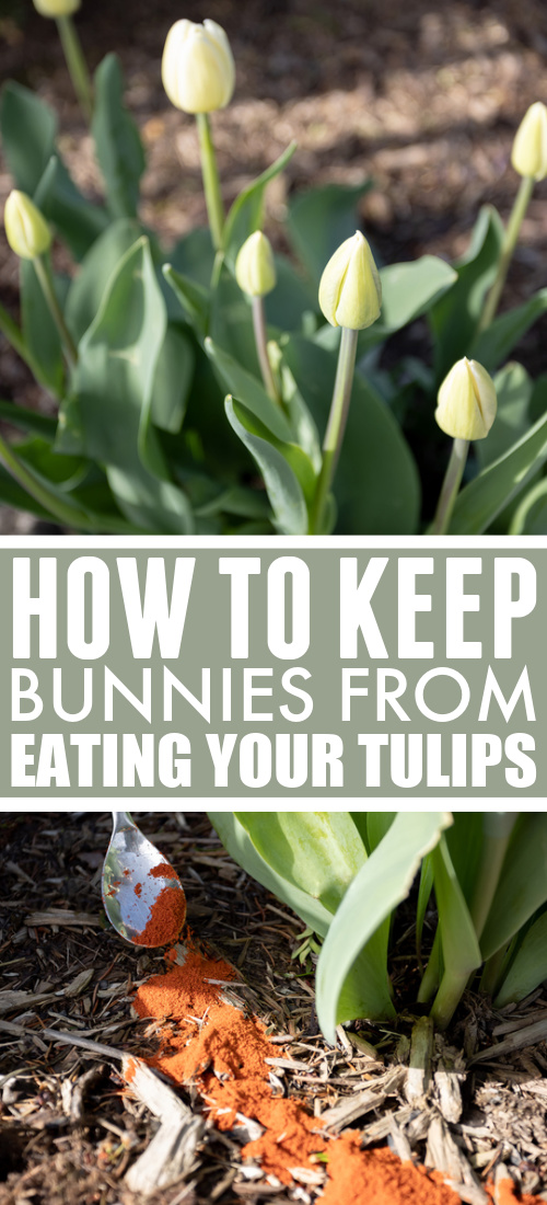 Do you discover half-eaten tulip leaves in your garden every spring? Here's how to keep bunnies from eating tulips.