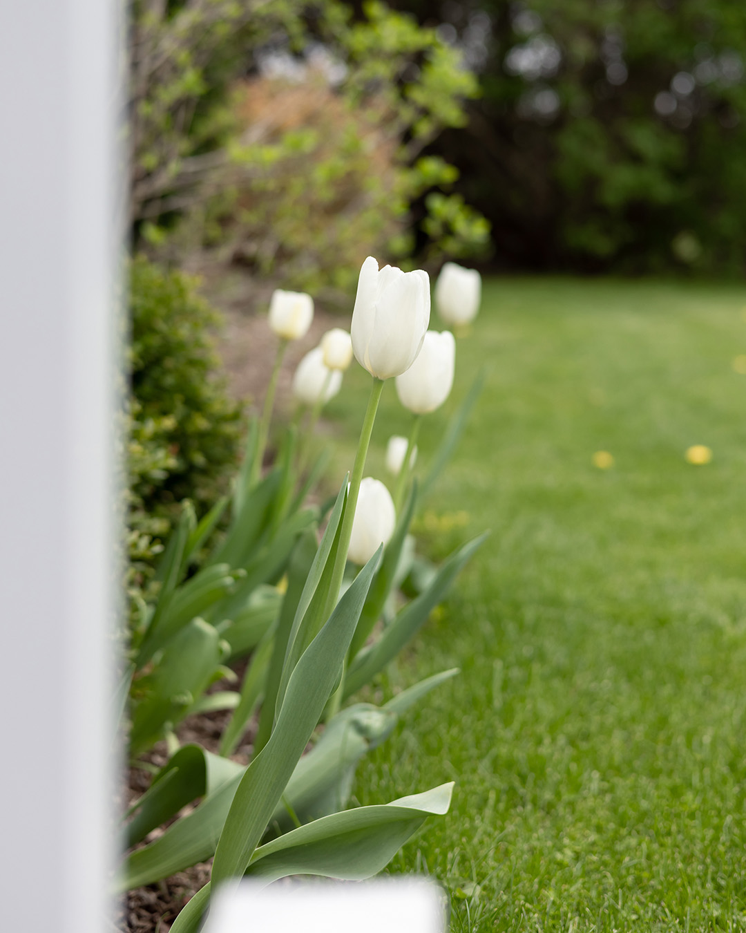 Every garden deserves a little early spring cheer and adding spring bulbs is an easy way to do it. Here's how to grow tulips!