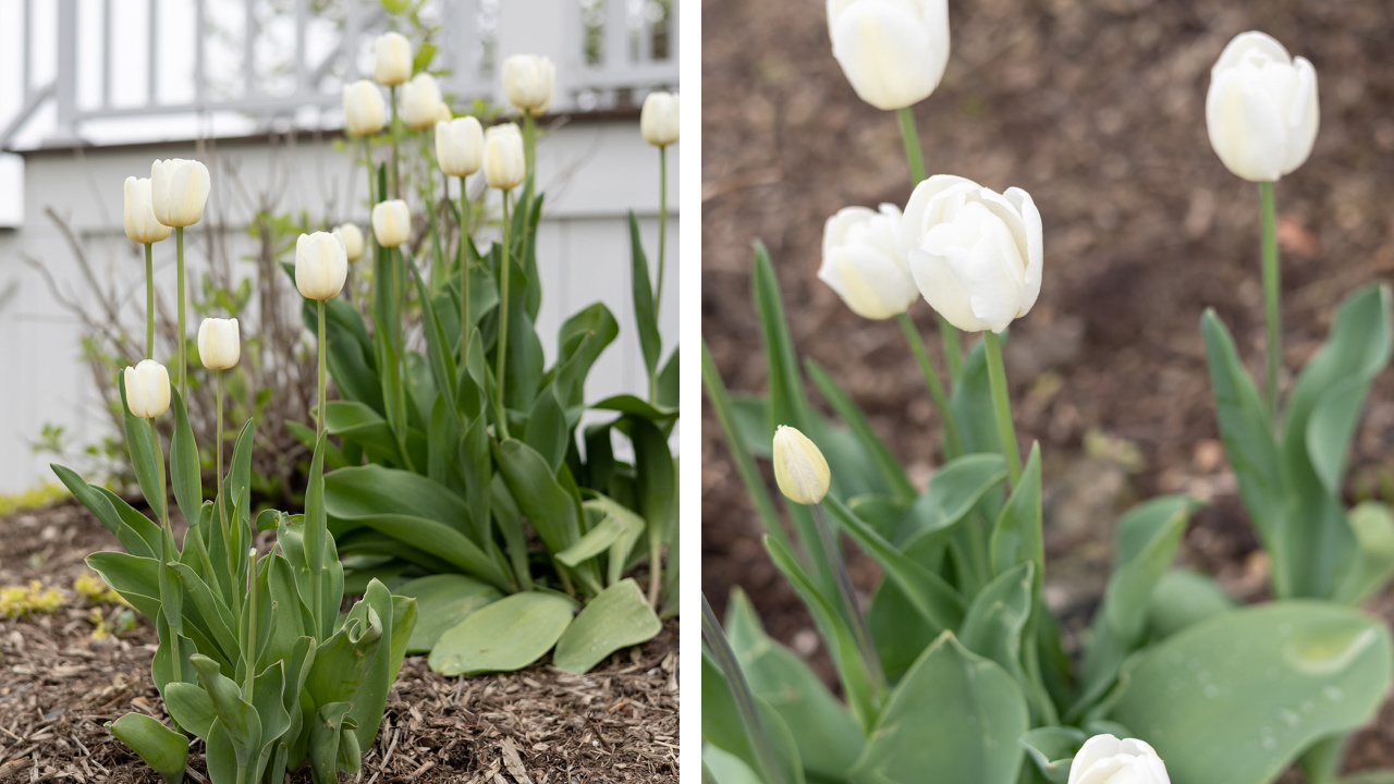 How to plant tulip bulbs in the autumn for a beautiful spring display.