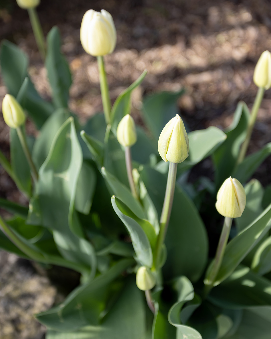 Do you discover half-eaten tulip leaves in your garden every spring? Here's how to keep bunnies from eating tulips.