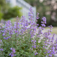 Growing Catmint – Delightful and Well-Behaved