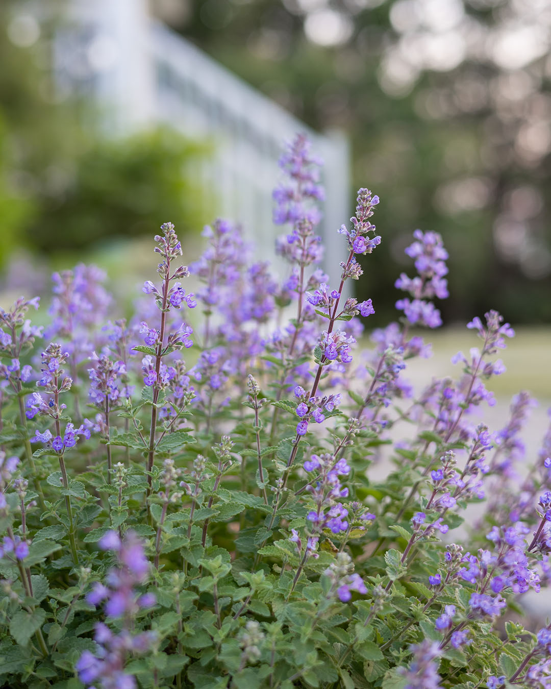 Close up view of catmint in bloom in the spring garden.